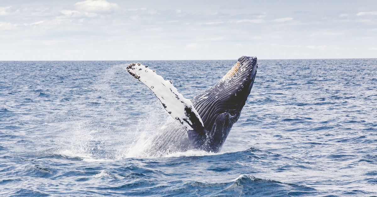 Boa Vista - Baleias Boa Vista - Baleias